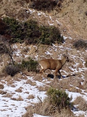 Hippocamelus bisulcus