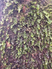 Hymenophyllum caespitosum