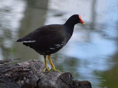 Gallinula galeata