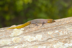 Sphaerodactylus nigropunctatus