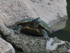 Trachemys scripta elegans