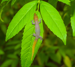 Sphaerodactylus nigropunctatus