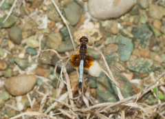 Erythrodiplax justiniana