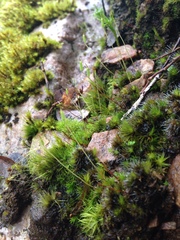 Oligotrichum