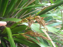 Machaerina sinclairii