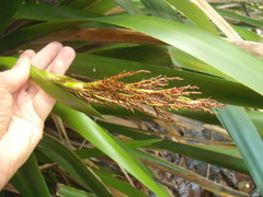 Machaerina sinclairii