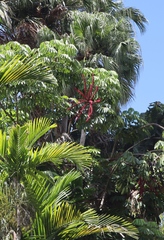 Heptapleurum actinophyllum image