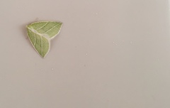 Synchlora bistriaria