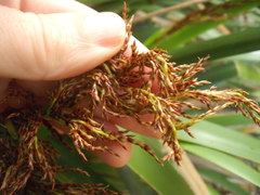 Machaerina sinclairii