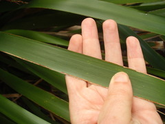 Machaerina sinclairii