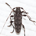 Obsolete Long-horned Beetle - Photo (c) Tom Murray, some rights reserved (CC BY-NC), uploaded by Tom Murray