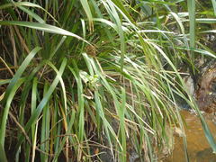 Machaerina sinclairii