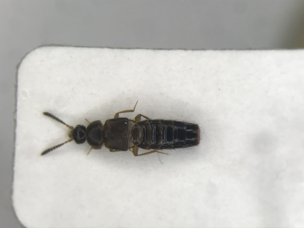 Thamiaraea brittoni
