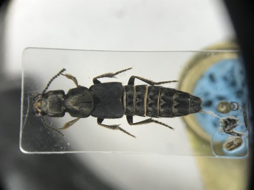 Platydracus viridanus