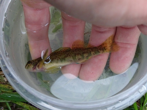 Etheostoma blennioides