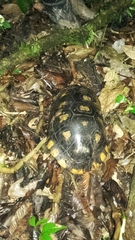 Chelonoidis denticulatus