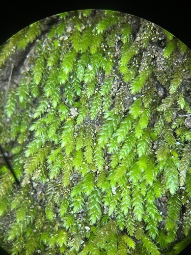 Scleropodium julaceum