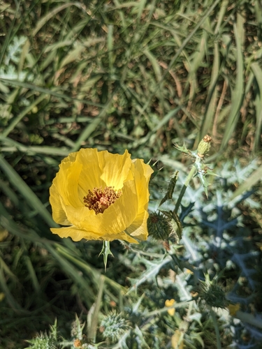 Image of Golden Pricklypoppy (Argemone aenea) by (c) Alix Kosmala, some rights reserved (CC BY)