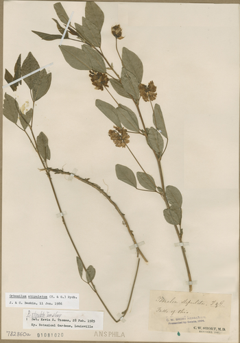 largestipule leather-root (Orbexilum stipulatum)