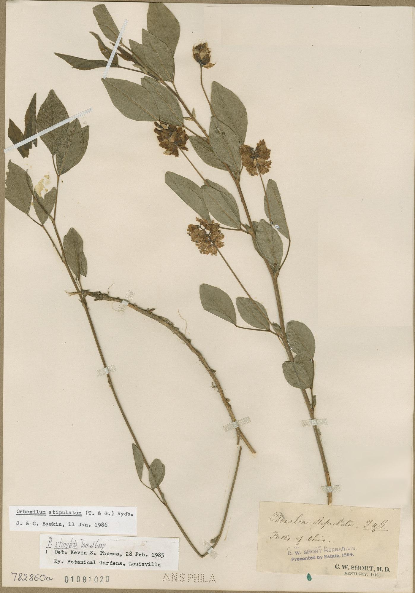 Orbexilum stipulatum