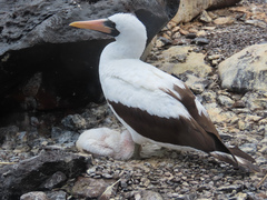 Nazca Booby photo 5