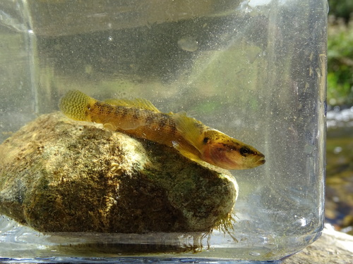 Etheostoma flabellare