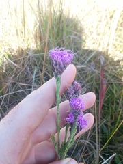 Carphephorus pseudoliatris