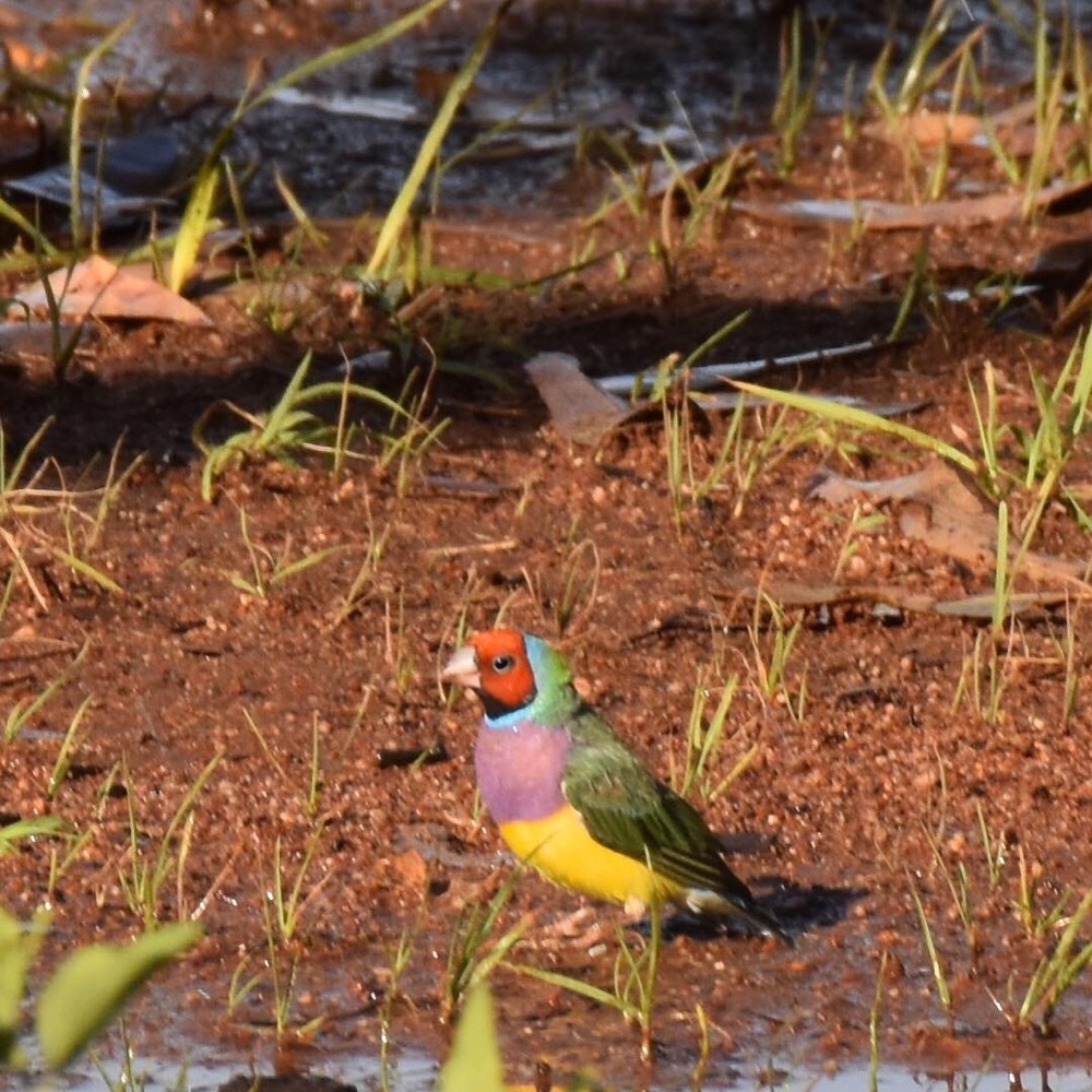 Gouldian Finch