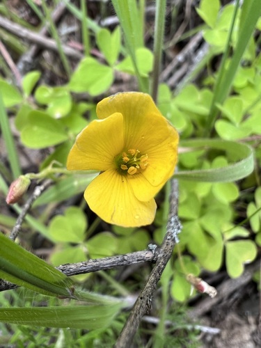 Image of Oxalis californica by no rights reserved