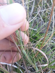 Carphephorus pseudoliatris