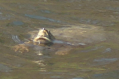 Crowned River Turtle photo 3