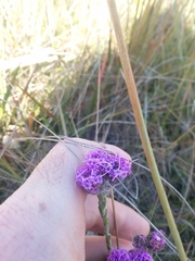Carphephorus pseudoliatris