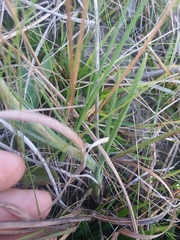 Carphephorus pseudoliatris