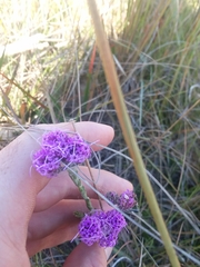 Carphephorus pseudoliatris
