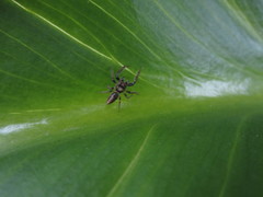 Opisthoncus polyphemus