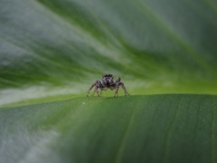 Opisthoncus polyphemus