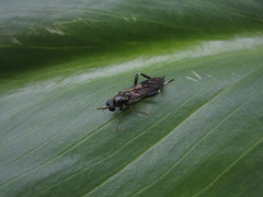 Exaireta spinigera