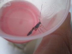 Xanthocryptus novozealandicus