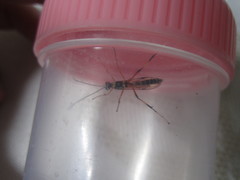 Xanthocryptus novozealandicus