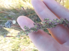 Anthenantia rufa