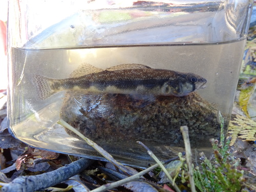 Percina maculata