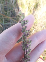 Anthenantia rufa