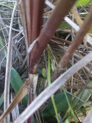Anthenantia rufa