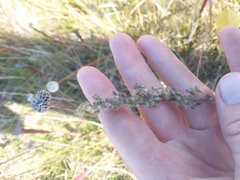 Anthenantia rufa
