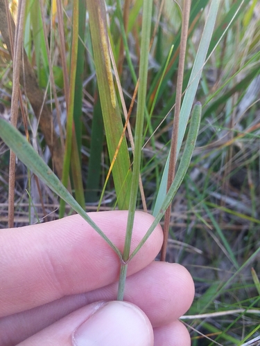 Image of Coreopsis linifolia by (c) Will McFarland, some rights reserved (CC BY)