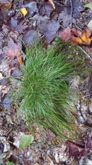 Carex bromoides