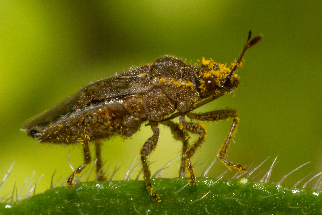 Arhyssus lateralis