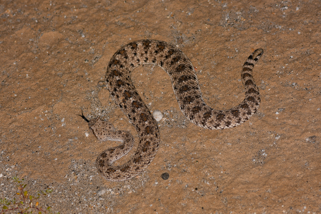 Colorado Desert Sidewinder