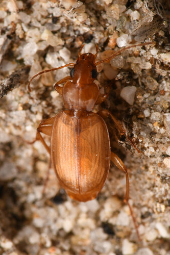 Tetragonoderus pallidus photo 4