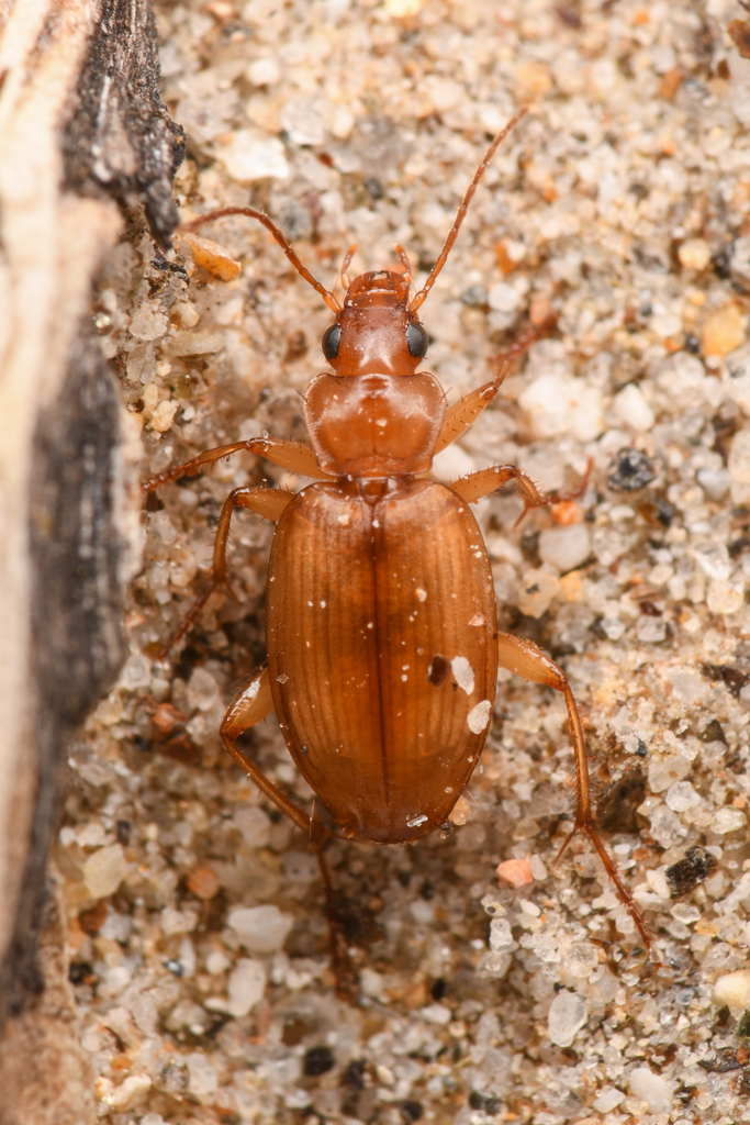Tetragonoderus pallidus